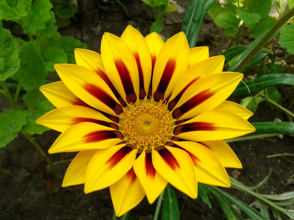 The movement of colours nature plant