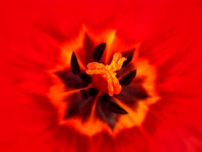 Red pistil stamens