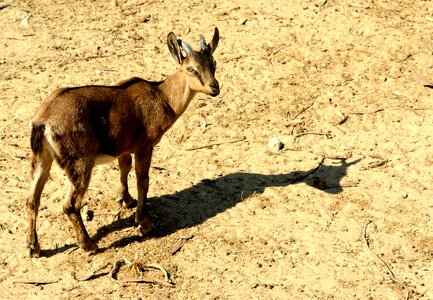 Wild nature antelope photo