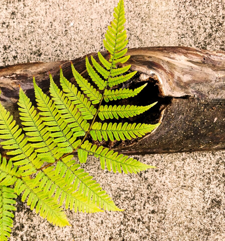 Dennstaedtia punctilobula wood branch hay-scented fern