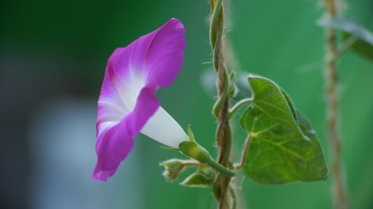 Flowers plant bloom