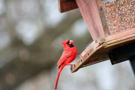 Wildlife red bird cardinal