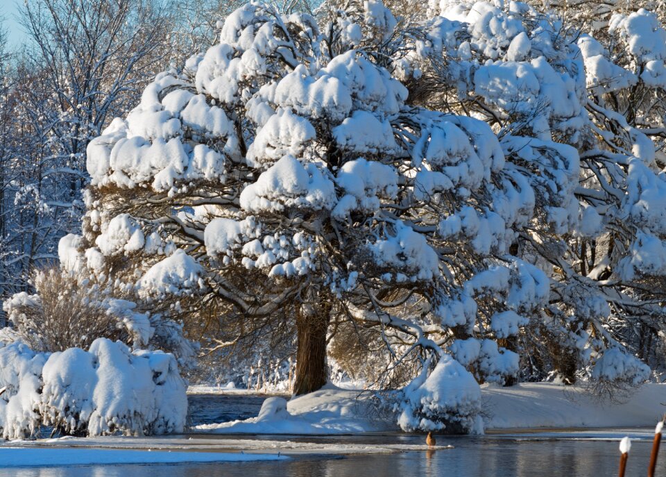 Cold tree nature photo