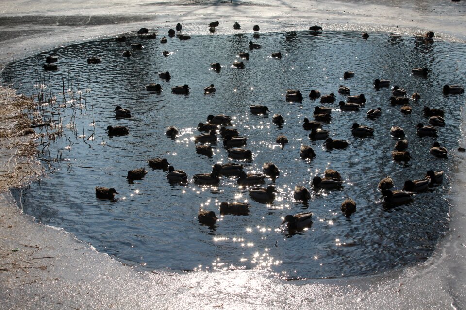 February frozen pond ice