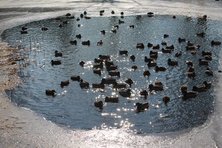 February frozen pond ice