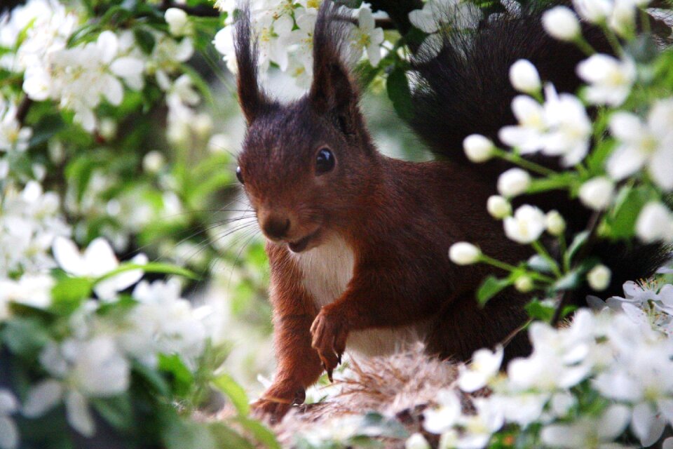 Squirrel nature Free photos