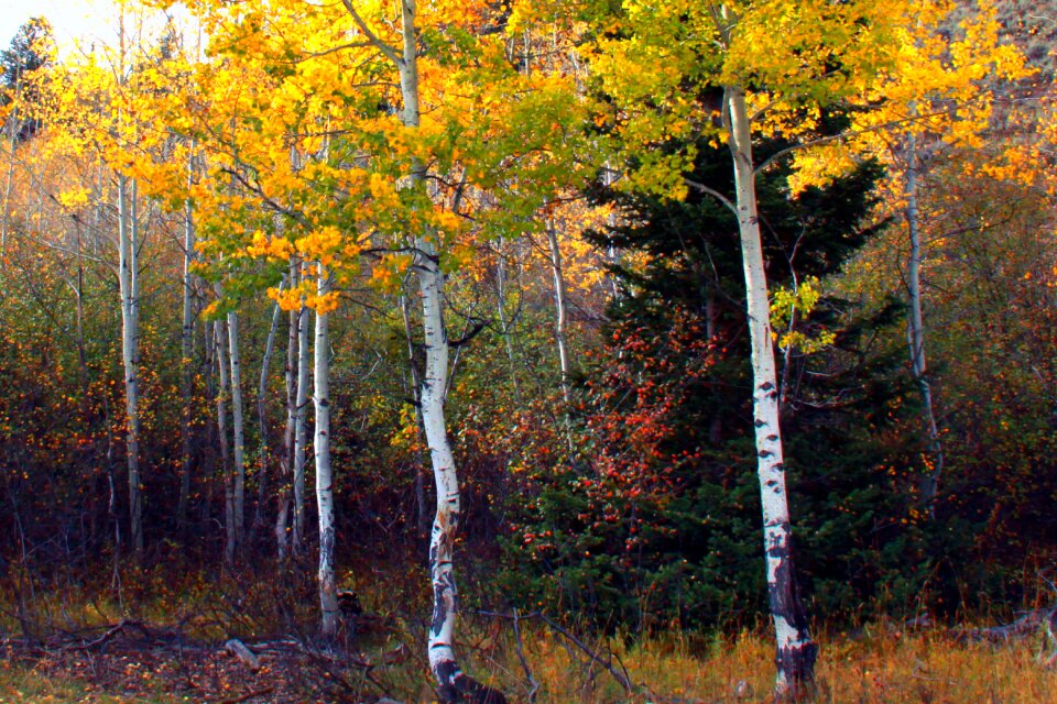Wood nature season