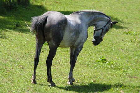 Grey horse nature animal photo