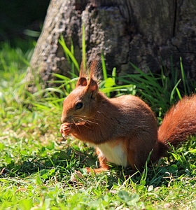 Animal nature wildlife