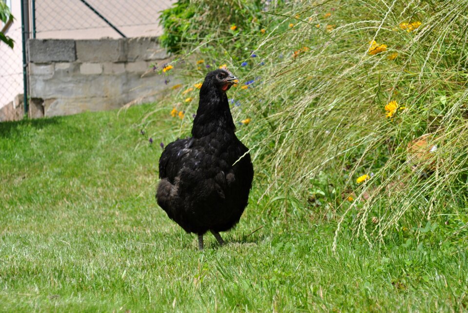 Poultry free range grass