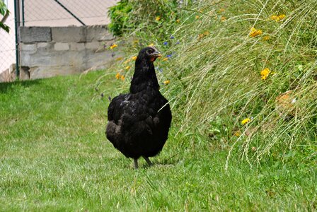 Poultry free range grass photo