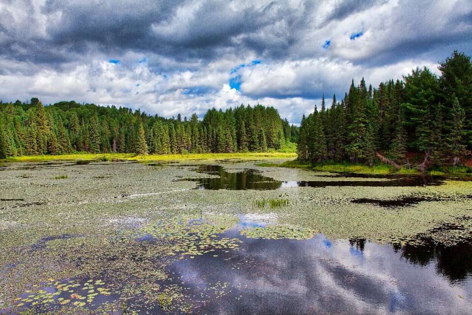 Tree lake scenic