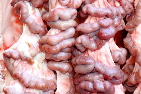 Intestine market food