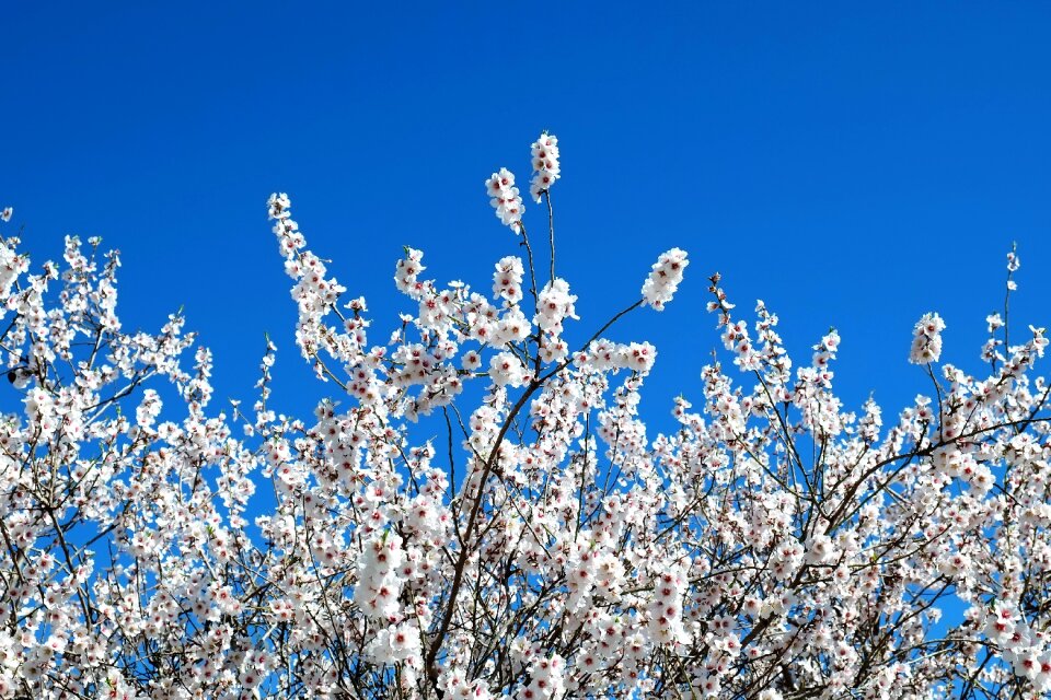 Bloom almond tree spring