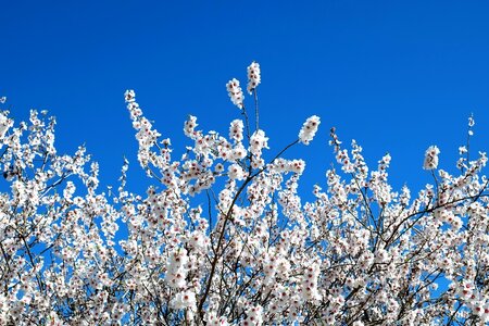 Bloom almond tree spring photo