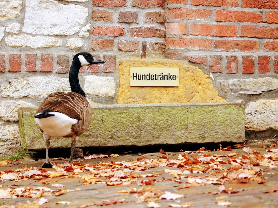 Animal duck thirst