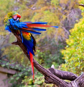 Pen parrot wild