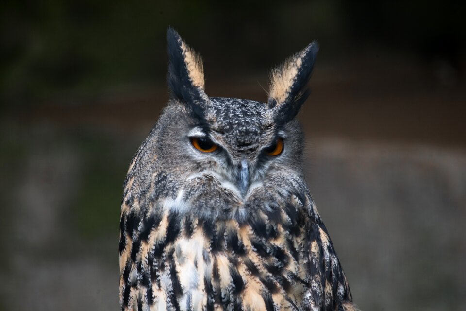 Bird wild bird of prey