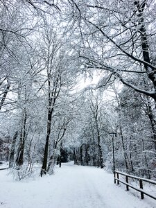 Snow cold tree