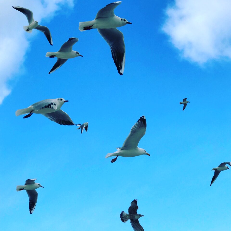 Seagull animal world flight