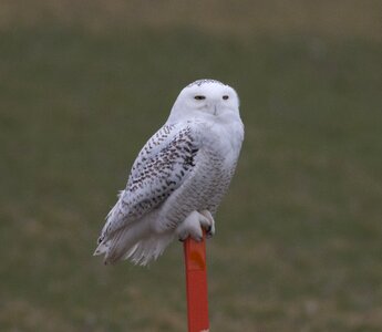 Nature beak snowy owl