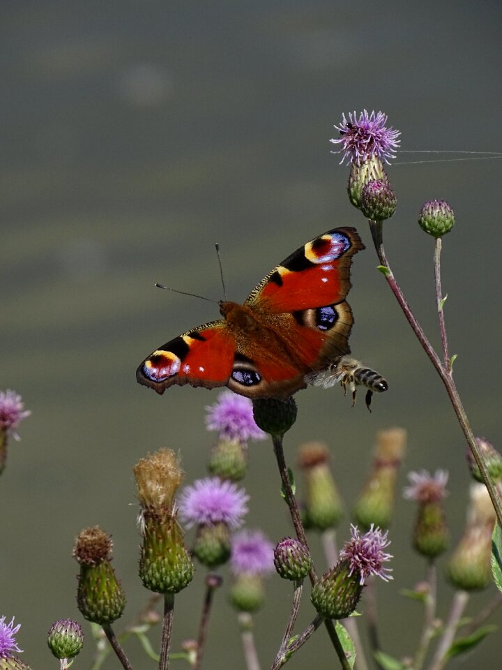 Admiral butterfly flying insects flight