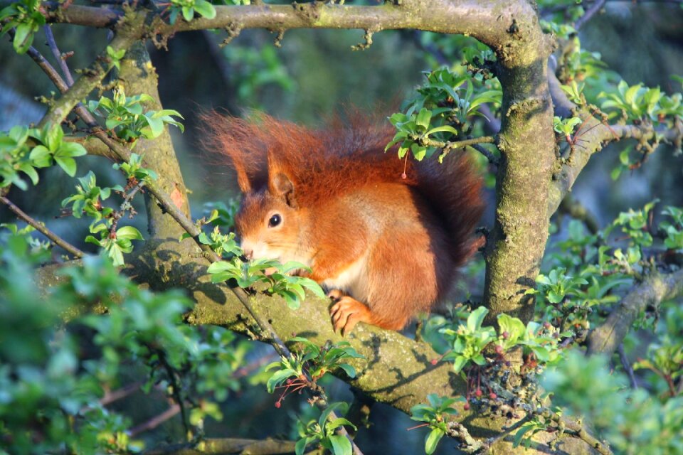 Squirrel nature Free photos