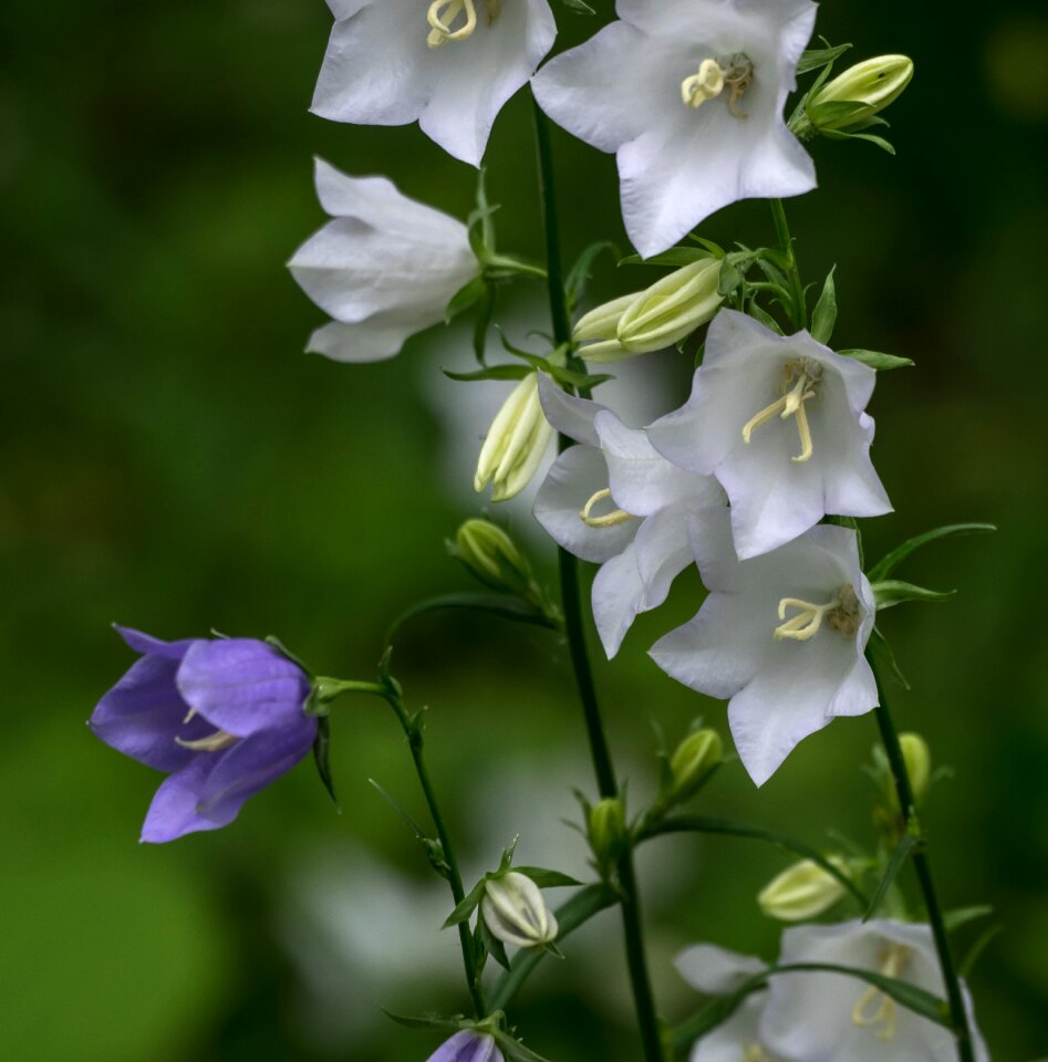 Plant leaf bell