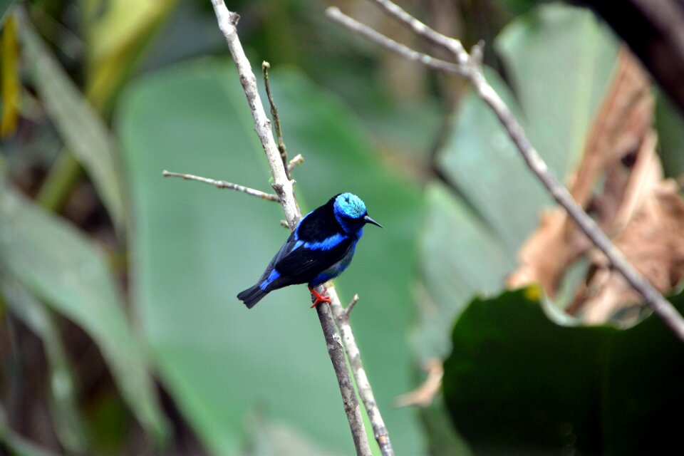Outdoors animal blue bird