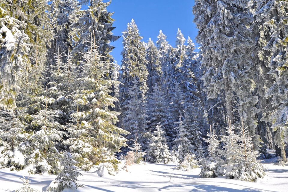 Tree season