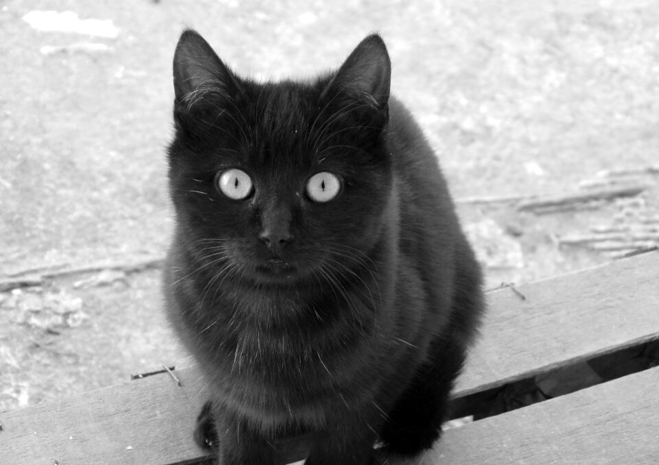 Cat cute black cat