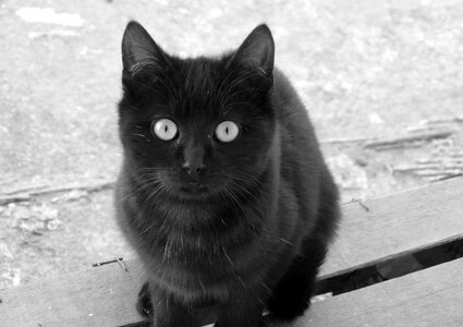 Cat cute black cat photo