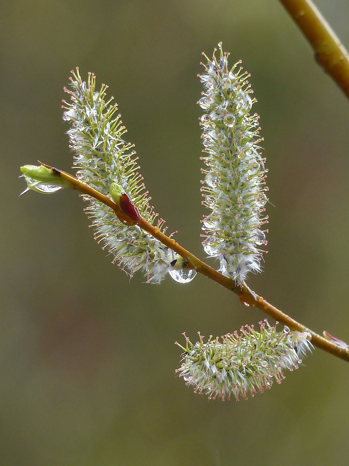 Branch nature forest