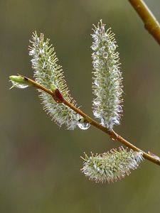 Branch nature forest