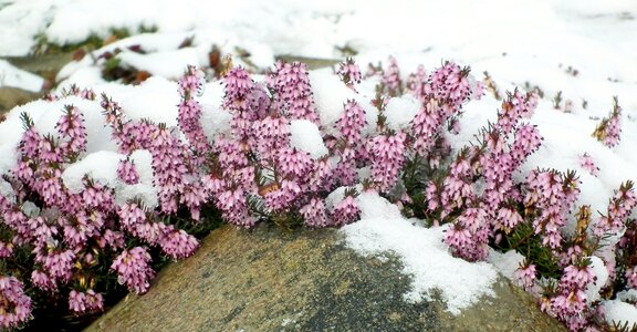 Plant season blooming
