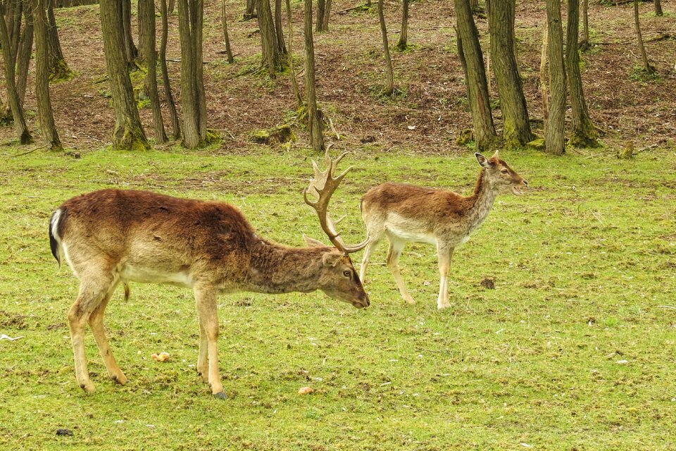 Nature grass antler