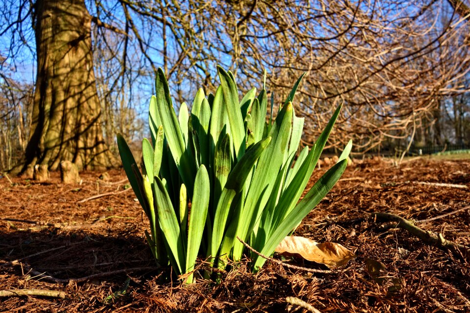 Blossom plant bulbous
