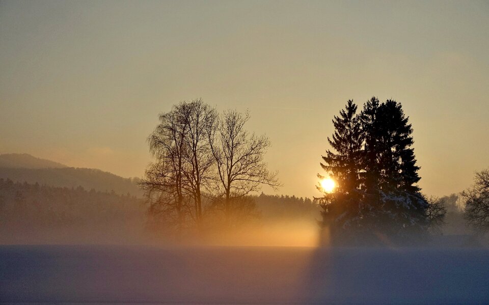 Fog nature winter