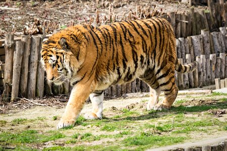 Cat nature zoo