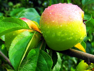 Apple food tree photo