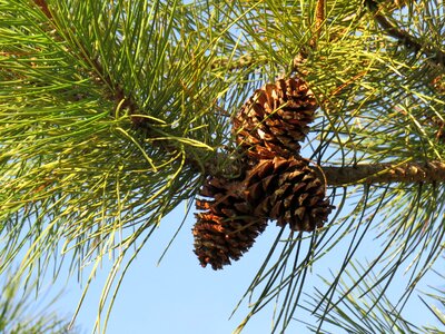 Nature sewing needle evergreen plant