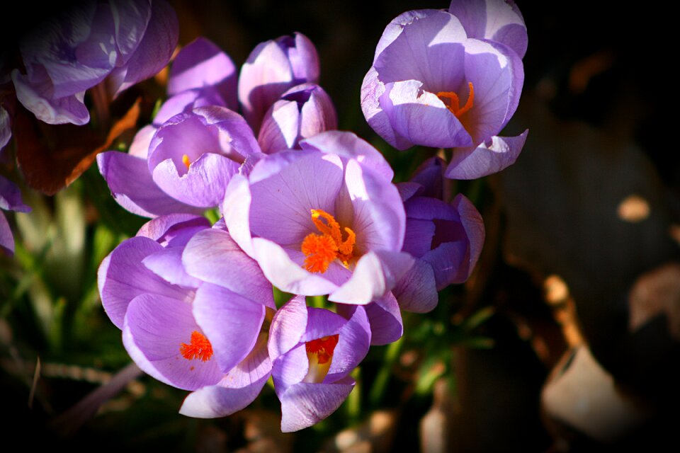 Garden crocus flowers