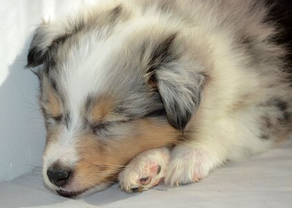 Bitch shetland sheepdog color blue merle photo