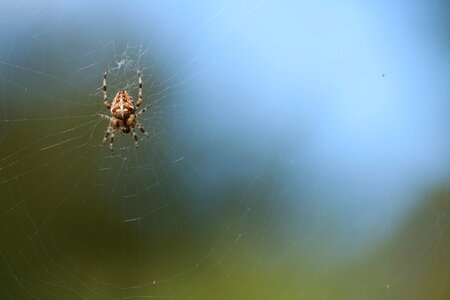 Sky insect animal world