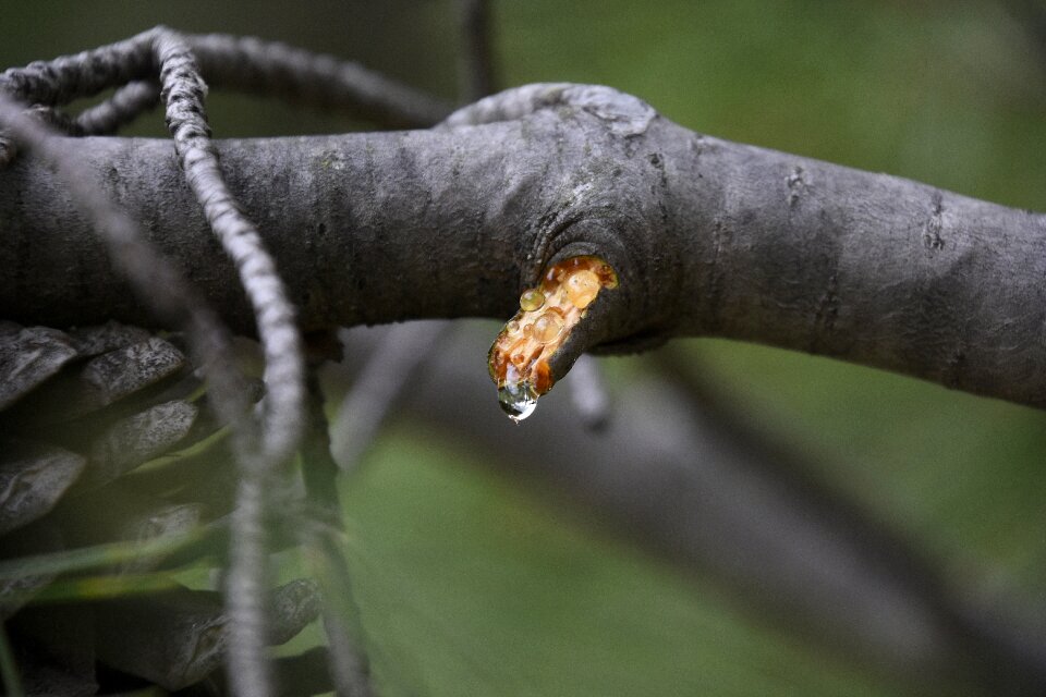 Outdoors wild life mammalia