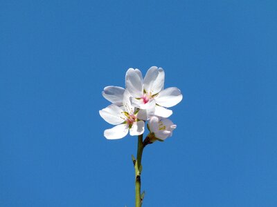 Plant nature flowering