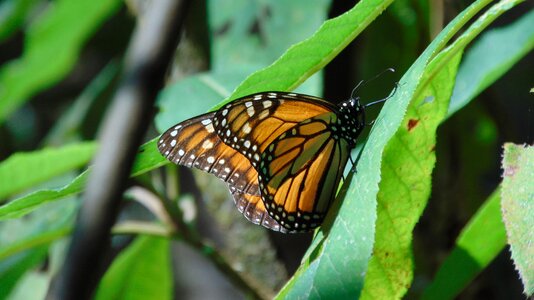 Wild life butterfly mexico photo