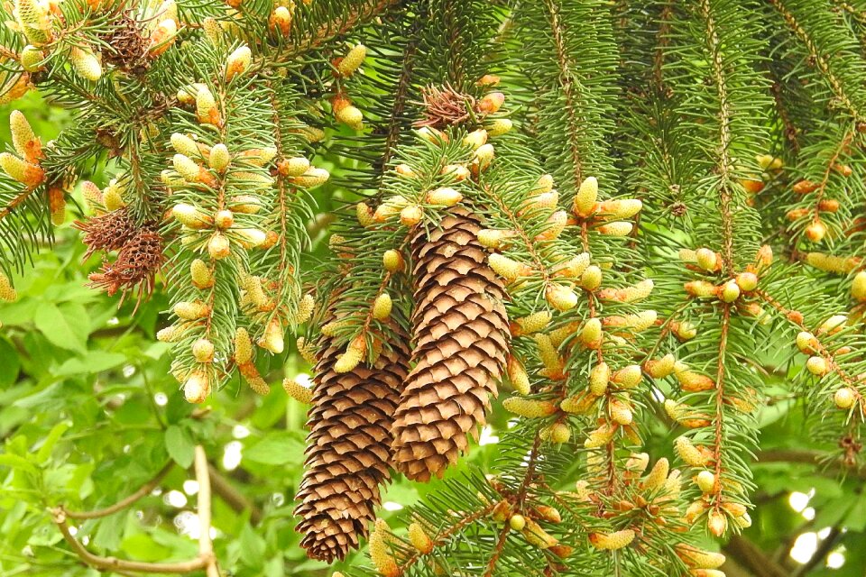 Nature plant season