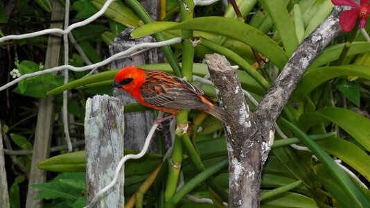 Animal tropical red