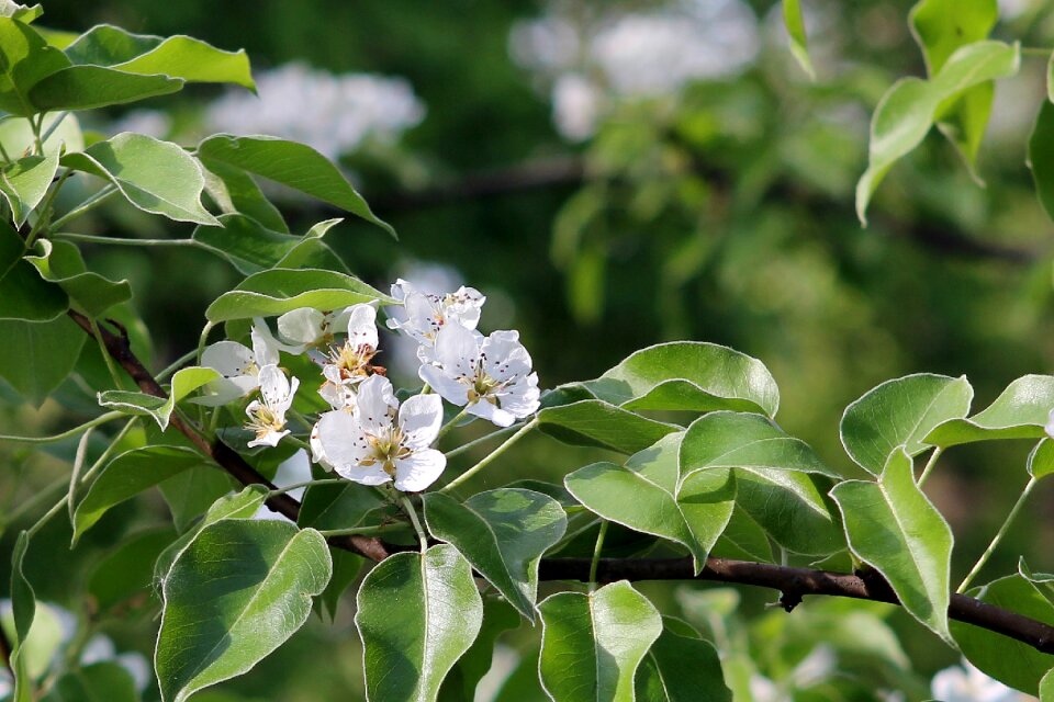 Tree flower flowering tree